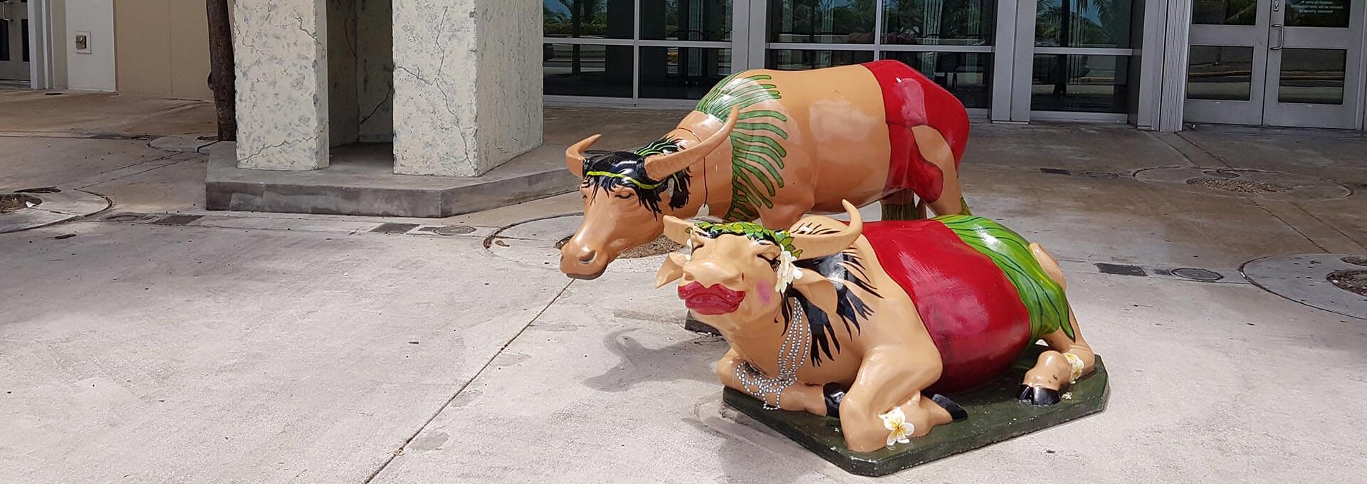 Carabaos-optimized